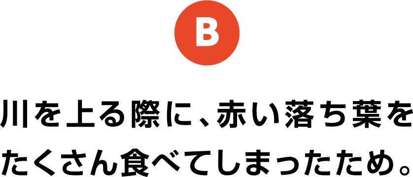 B 川を上る際に、赤い落ち葉をたくさん食べてしまったため。