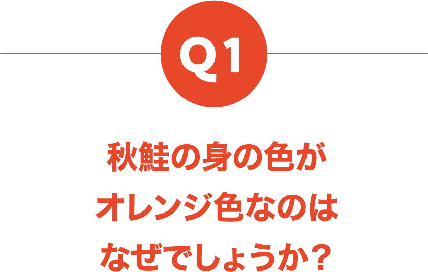 Q1 秋鮭の身の色がオレンジ色なのはなぜでしょうか？