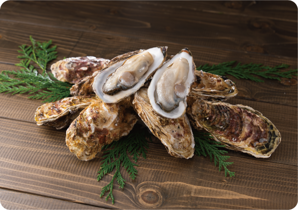 北海道 知内町産 殻付きかき（加熱用）